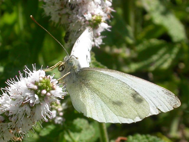 Small White butterfly on Mint