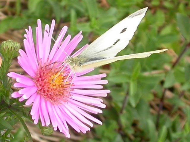 Small White butterfly on Michaelmas Daisy