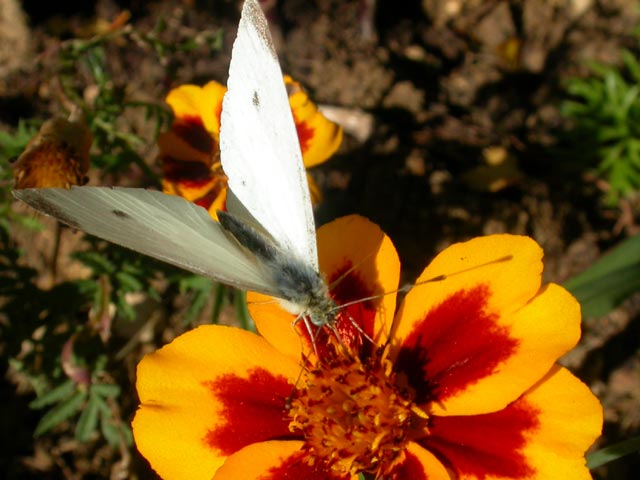 Small White butterfly on Marigold