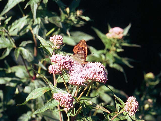 Image of Silver-washed Fritillary butterfly on Hemp Agrimony flower