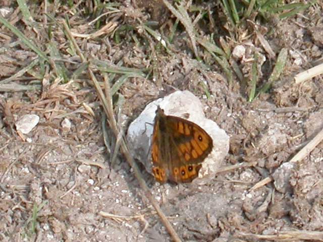 Image of Wall  butterfly