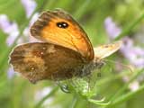 Image of Gatekeeper butterfly