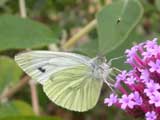 Image of Green-veined White butterfly