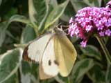Image of Large White butterfly