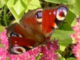 Image of Peacock butterfly