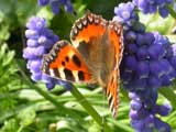 Image of Small Tortoiseshell butterfly