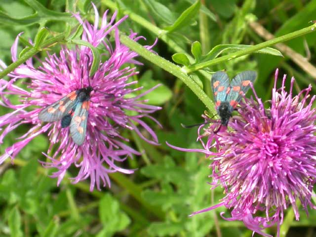 Image of 5 spot Burnet moth on Knapweed plant