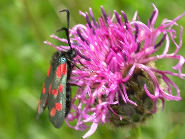 Image of 6 spot Burnet moth on Knapweed plant