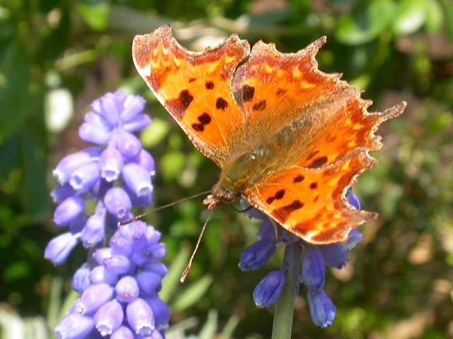 Comma butterfly on MUscari