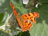 Image of Comma butterfly
