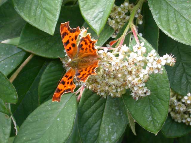 Image of Comma butterfly on Cotoneaster plant