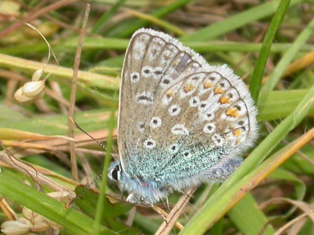 Image of Common Blue butterfly on n/a plant