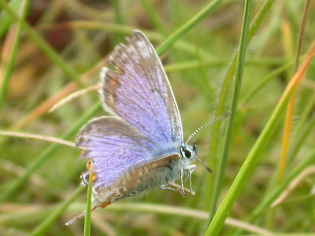 Image of Common Blue butterfly on n/a plant