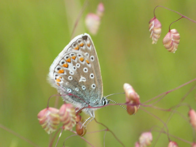 Image of Common Blue butterfly on n/a plant