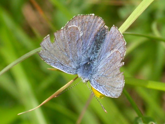 Image of Common Blue butterfly on Bird's Foot Trefoil plant