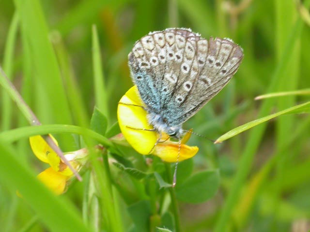 Image of Common Blue butterfly on Bird's Foot Trefoil plant