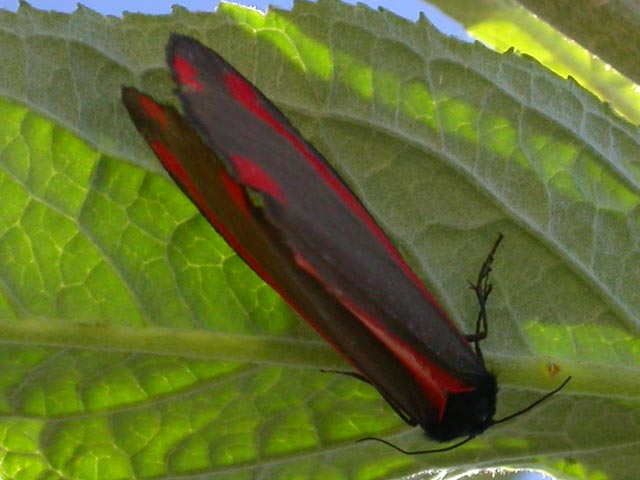 Image of Cinnabar moth moth on Buddleia plant