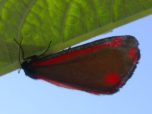 Image of Cinnabar moth moth on Buddleia plant