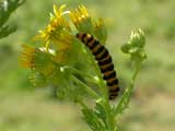 Image of Cinnabar moth caterpillar