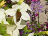 Image of Gatekeeper on Nicotiana