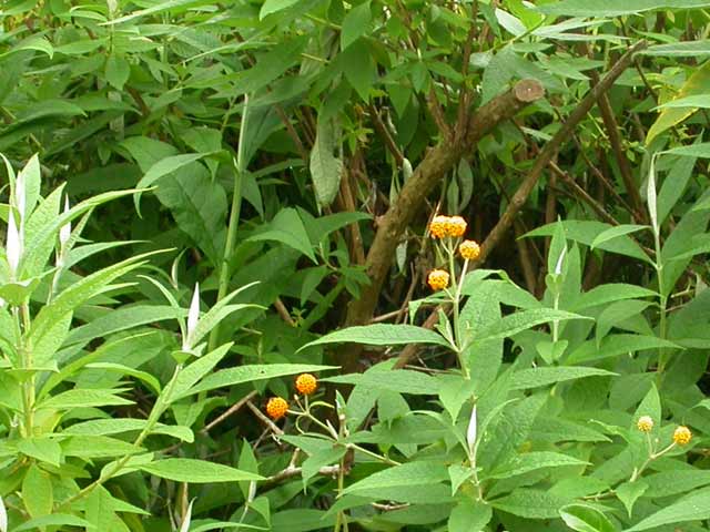 Image of XBX butterfly on Buddleia globosa plant