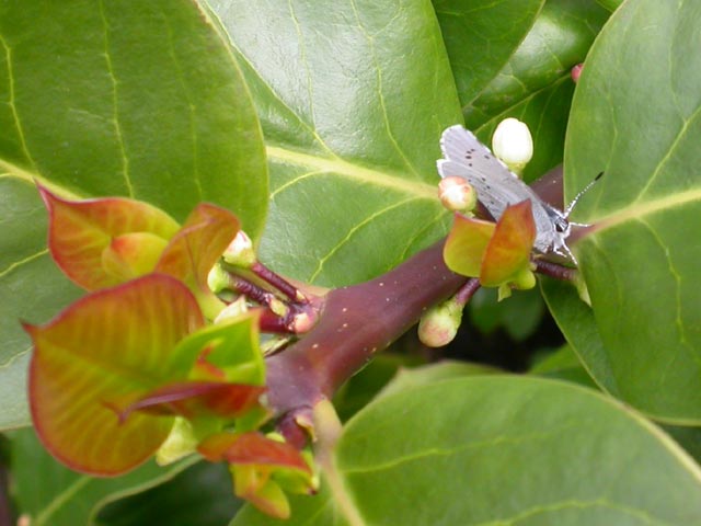 Image of Holly Blue butterfly on Holly plant