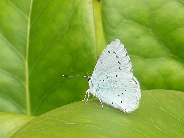 Image of Holly Blue butterfly on Holly plant