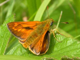 thumbnail link to image of Large Skipper butterfly