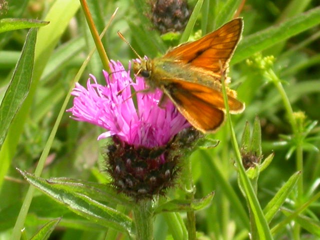 Image of Large Skipper butterfly on Knapweed plant