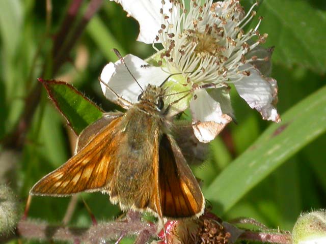 Image of Large Skipper butterfly on Bramble plant