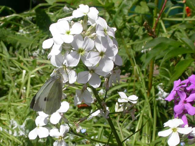 Image of Large White butterfly on Hesperis matronalis plant