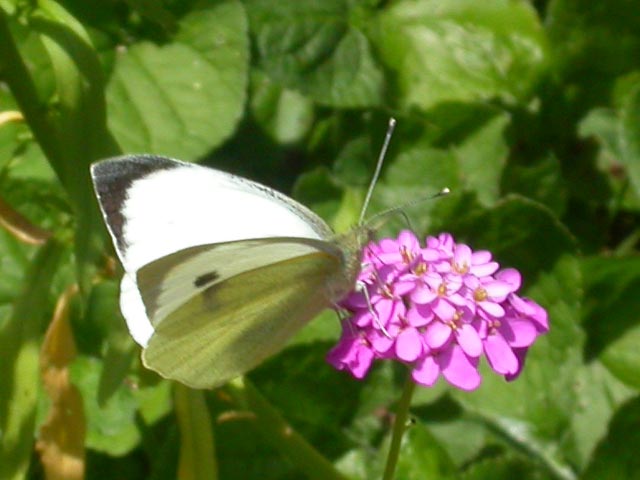 Image of Large White butterfly on Candytuft plant