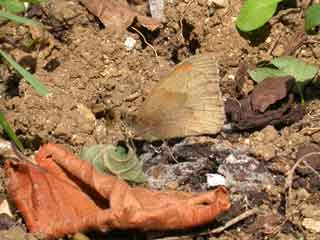 Image of Meadow Brown hiding on the ground