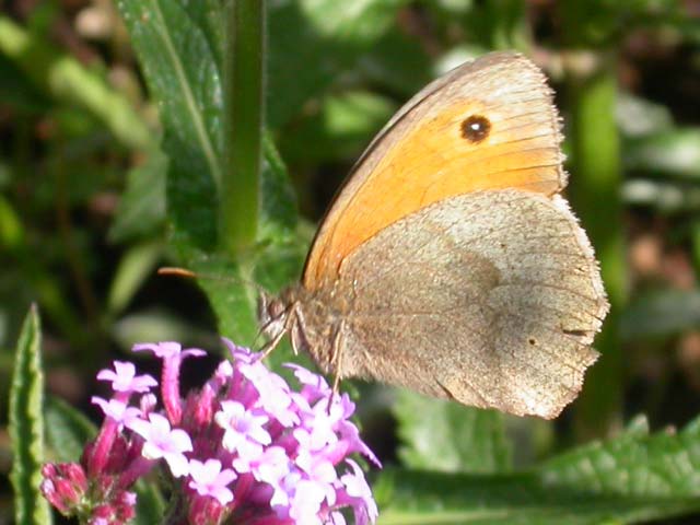 Image of Meadow Brown butterfly on Verbena plant