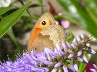 Image of Meadow Brown butterfly on Hebe plant