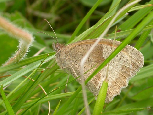 Image of Meadow Brown butterfly