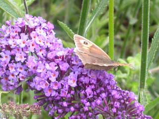 Image of Meadow Brown on Buddleia Nanho Blue