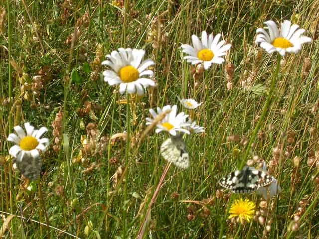 Image of Marbled White butterfly on Ox-eye Daisy plant