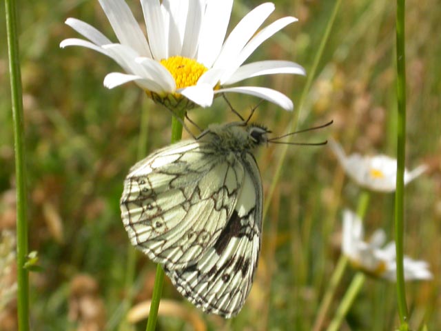 Image of Marbled White butterfly on Ox-eye Daisy plant