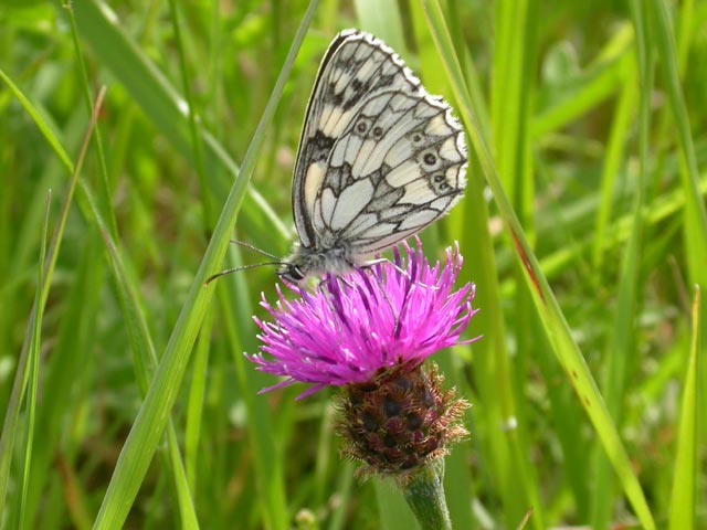 Image of Marbled White butterfly on Knapweed plant