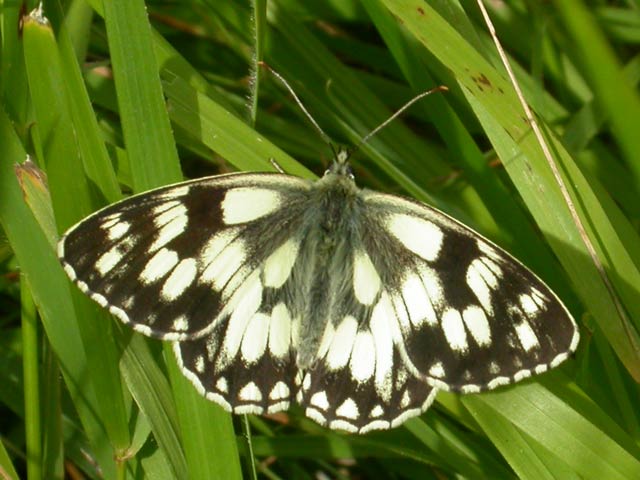 Image of Marbled White butterfly on unknown plant