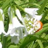 Image of Orange Tip butterfly