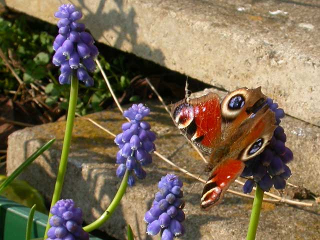 butterfly image