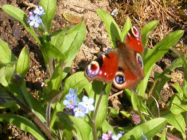 butterfly image