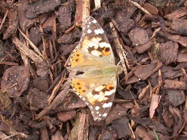 Image of Painted Lady butterfly on none plant