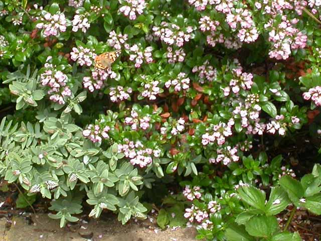 Image of Painted Lady butterfly on Escallonia plant