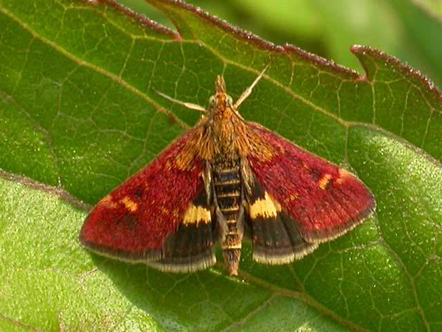Image of Pyrausta moth on Hemp Agrimony plant