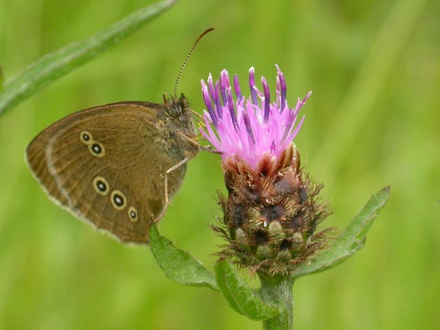 Image of Ringlet butterfly on Knapweed plant