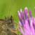 thumbnail link to image of Ringlet butterfly