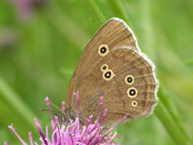 Image of Ringlet butterfly on Knapweed plant
